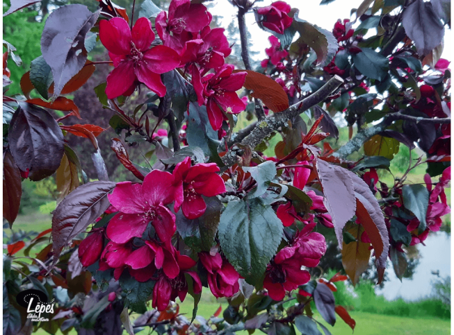 Malus × purpurea   'Royalty'